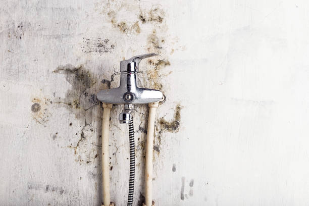 Best Residential Mold Remediation in Jesup, IA