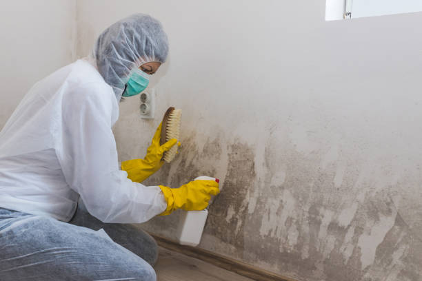 Professional Mold Remediation in Jesup, IA