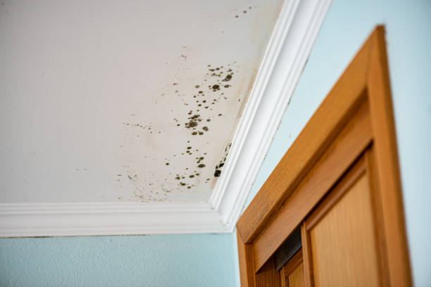 Best Basement Mold Remediation in Jesup, IA