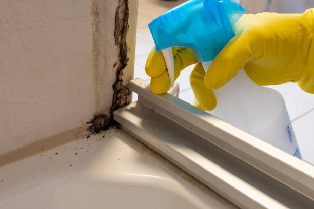 Best Insurance-Related Mold Remediation in Jesup, IA