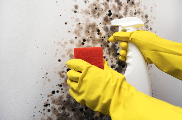 Best Kitchen Mold Remediation in Jesup, IA
