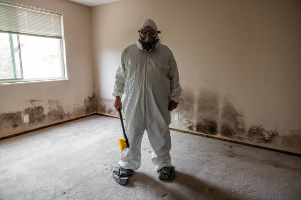 DIY Mold Remediation Support Services